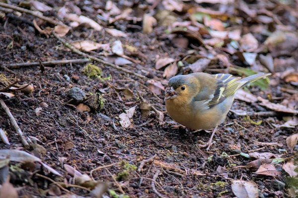 Vídeo Chaffinch Comum Sentado Chão Floresta Pássaro Está Procura Comida — Fotografia de Stock