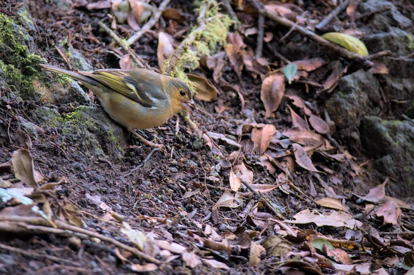 Video Common Chaffinch Sitting Ground Woods Bird Searching Food Forest — Stock Photo, Image