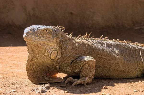 Close Kepala Reptil Hijau Muda Iguana Warna Emas Latar Belakang — Stok Foto
