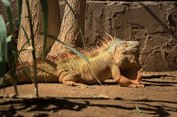 爬行动物的特写头 年轻的绿鬣蜥 金色背景 在动物园里落日 — 图库照片