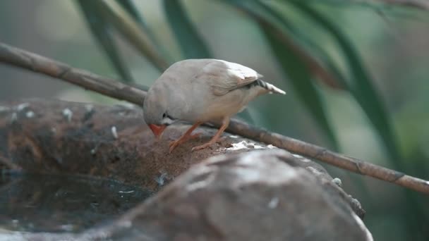 ゼブラフィンチの鳥が座って水を飲んでいる カナリア島の小さな鳥 自然の美しさ — ストック動画