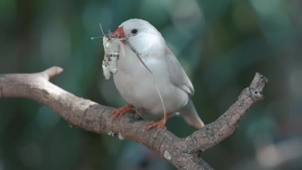 斑马的翅膀是白色的鸟 长尾雀在草丛中的树上 两只鸟在坐着 斑马雀正在准备筑巢 喙中有小分枝的动物 — 图库视频影像