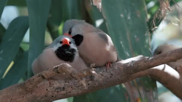 Dois Pássaros Tentilhão Cauda Longa Estão Uma Árvore Entre Grama — Vídeo de Stock