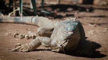 Sürüngenin yakın plan başı, genç yeşil iguana. Altın renkli arka plan. Hayvanat bahçesinde gün batımı. 