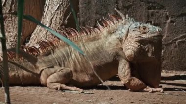 Sürüngenin yakın plan başı, genç yeşil iguana. Altın renkli arka plan. Hayvanat bahçesinde gün batımı. 