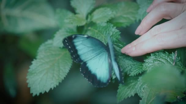 Ženská Ruka Jemně Dotýká Motýla Modrého Morfa Detailní Záběr Krásného — Stock video
