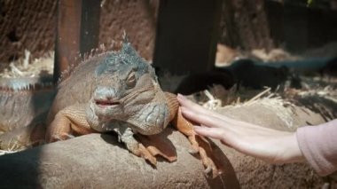 Bir kadının eli bir hayvanı okşuyor. Sürüngenin yakın plan başı, genç yeşil iguana. Altın renkli arka plan. Hayvanat bahçesinde gün batımı. 