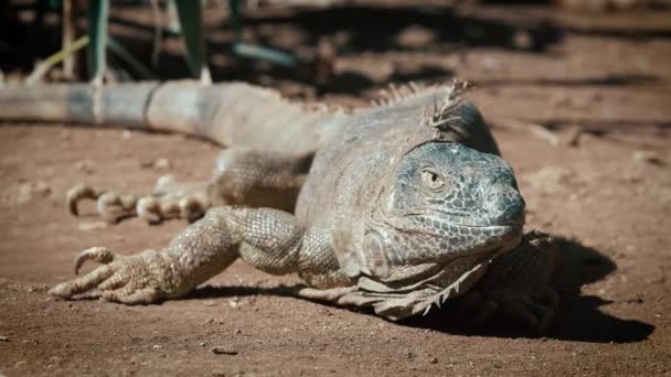 Cabeza Reptil Joven Iguana Verde Fondo Color Dorado Puesta Sol — Vídeos de Stock
