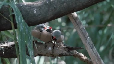 İki uzun kuyruklu ispinoz kuşu çimlerin arasındaki bir ağaçtadır. İki kuş oturuyor, birbirlerini tımar ediyor ve kaşınıyorlar. Hayvanlar birbirine aşık. Doğada romantizm. 
