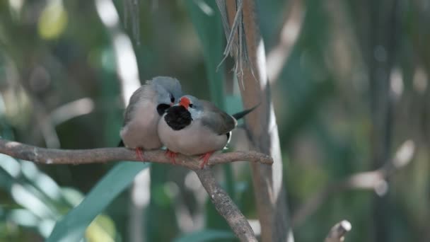 Two Long Tailed Finch Birds Tree Grass Two Birds Sitting — Stock Video