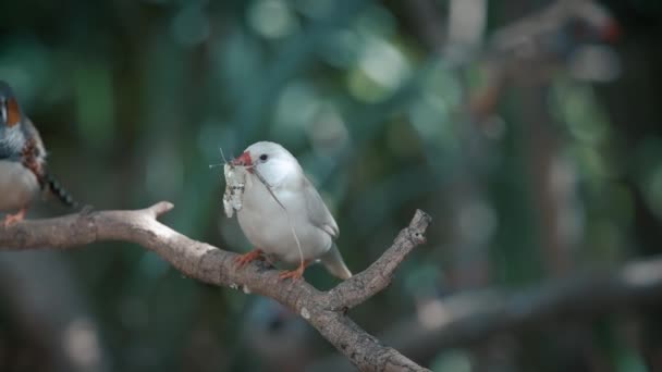 Zebra Finches White Bird Long Tailed Finch Tree Grass Two — Stock Video