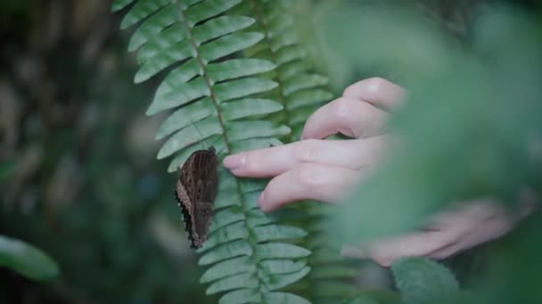 Kvinnelig Hånd Berører Forsiktig Blå Morfinsommerfugl Nær Vakker Sommerfugl Svart – stockvideo