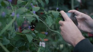 Kelebeğin cep telefonuyla fotoğraf çeken bir adam. Heliconius Melpomene, Piyano Anahtar Kelebeği uçuyor. Kanatlar hareket ediyor. Yavaş çekim. 