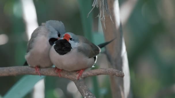 Δύο Πουλιά Μακριά Ουρά Είναι Ένα Δέντρο Ανάμεσα Γρασίδι Δύο — Αρχείο Βίντεο