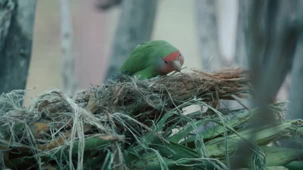 Şeftali Suratlı Aşk Kuşu Büyüleyici Bir Papağan Yuva Yapıyor Pembe — Stok video
