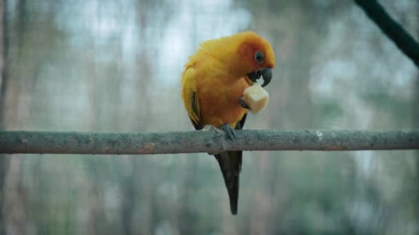 太陽はオウムの鳥が座って枝の上で食べていることを確認します 太陽のパレークパロット 黄色と緑の羽の色 — ストック動画