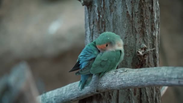 러브버 매력적 초식성 앵무새가 나뭇가지에서 Rosy Collared — 비디오