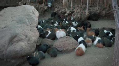 Pek çok yerli kobayın etrafını sarın. Büyük miktarda evcil hayvan. Hayvan yemek yiyor. 4k yavaş çekim videosunu kapat.