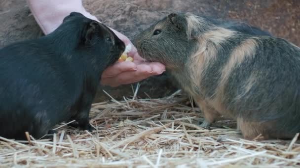 かわいい国産モルモットのクローズアップ メスの手がペットに餌をやっている 動物は手から食べ物を食べている クローズアップ4Kスローモーションビデオ — ストック動画
