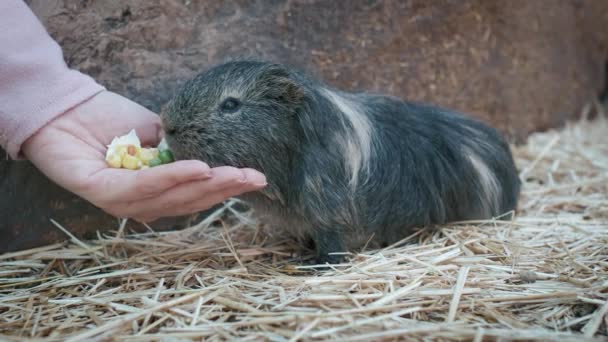 かわいい国産モルモットのクローズアップ メスの手がペットに餌をやっている 動物は手から食べ物を食べている クローズアップ4Kスローモーションビデオ — ストック動画