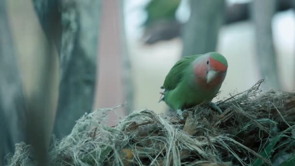 Peach Face Lovebird Czarująca Początkująca Papuga Buduje Gniazdo Ptak Różowym — Wideo stockowe