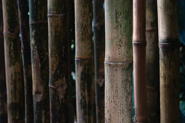 Gros Plan Des Plantes Bambou Asie Image Nature Parc Naturel — Photo