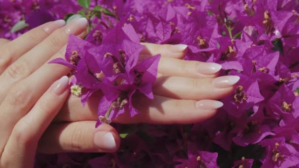 Mãos Femininas Com Manicure Elegante Francês Rosa Natural Bonito Com — Vídeo de Stock