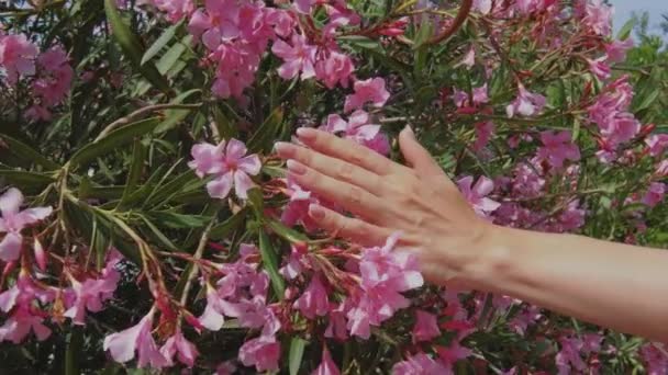 Mãos Femininas Com Manicure Elegante Francês Rosa Natural Bonito Com — Vídeo de Stock