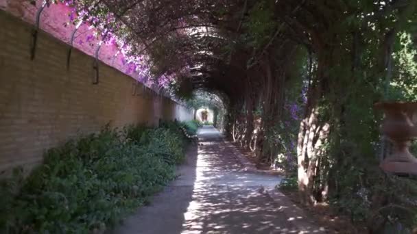 Schöner Tunnel Einem Park Mit Blühenden Rosa Spanischen Bougainvillea Blüten — Stockvideo