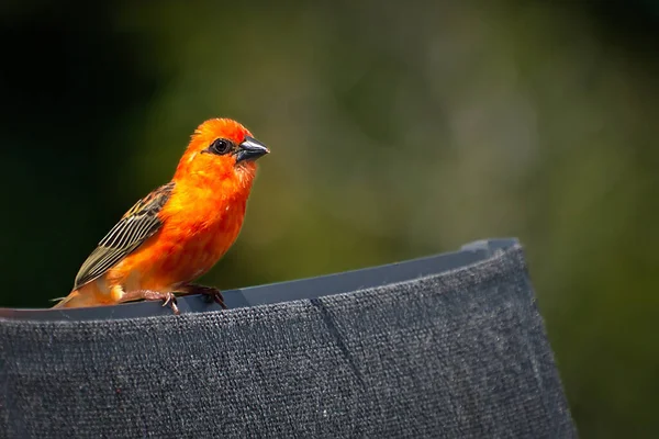 Red Fody Bird Está Sentado Uma Cadeira Feche Pequeno Pássaro Fotografias De Stock Royalty-Free