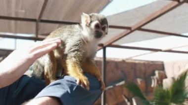 Bir maymuna yaklaş. Bir maymun bir adamın kolunda oturuyor. Küçük şirin komik Macaca kameraya bakıyor. Hayvan bir taşın üzerinde oturuyor.. 