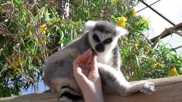 手正在喂一只长着漂亮尾巴的环尾狐猴 马达加斯加 非洲动物 — 图库视频影像