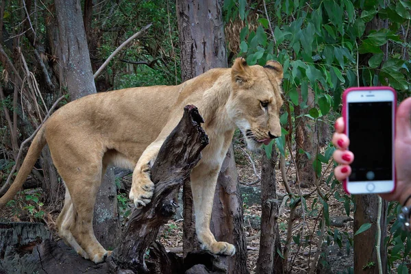 Woman Taking Photo Lion Casela Park High Quality Photo — Stock Photo, Image