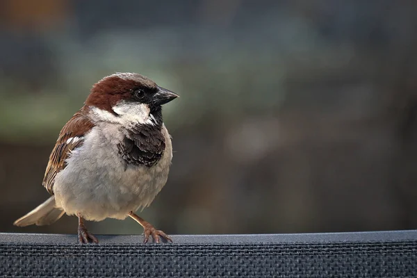 House Sparrow Bird Sitting Chair Close Small Bird Animal Background — Stock Photo, Image