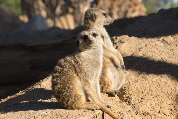 Cute Animal Surikate Meerkats Fury Meerkat Keeping Watch Sunny Brown — Stock Photo, Image