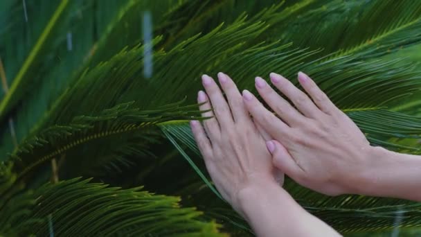 Güzel Doğal Pembe Zarif Manikürlü Kadın Elleri Şiddetli Yağmur Güzel — Stok video
