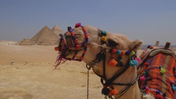 近照埃及骆驼的肖像 吉萨的大金字塔是在一个背景上 动物正在咀嚼和戴着口罩 — 图库视频影像