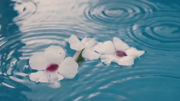Flytande Vita Blommor Kraftigt Regn Spa Vatten Och Hudvård Koncept — Stockvideo