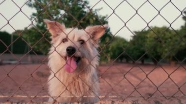 Parmaklıklar ardında terk edilmiş sevimli bir köpek. Aç evcil hayvan yemek istiyor. Üzgün hayvan gözlerini kapat. Barınakta evlat edinilmeyi bekleyen yalnız bir köpek. Hayvanlara kötü muamele. Yatay yüksek kaliteli video.