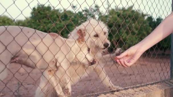 Заброшенная Милая Собачка Решеткой Голодный Питомец Просит Еды Закрыть Глаза — стоковое видео