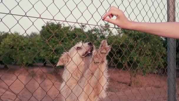 バーの後ろに捨てられたかわいい犬 空腹のペットは食べ物を求めている 悲しい動物の目を閉じてください 避難所で養子縁組を待っている孤独な犬 動物虐待だ 水平高品質の写真 — ストック動画