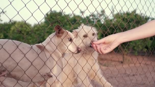 バーの後ろに捨てられたかわいい犬 空腹のペットは食べ物を求めている 悲しい動物の目を閉じてください 避難所で養子縁組を待っている孤独な犬 動物虐待だ 水平高品質の写真 — ストック動画