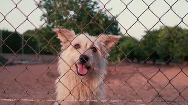Perro Lindo Abandonado Tras Las Rejas Mascota Hambrienta Está Pidiendo — Vídeo de stock