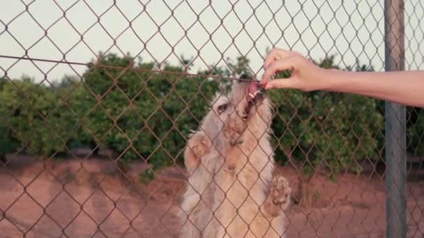 Abandoned Cute Dog Bars Hungry Pet Asking Food Close Sad — ストック動画
