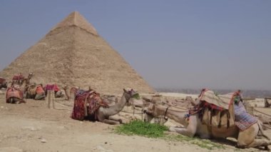 Mısır 'da pek çok deve sürüyor. Giza 'nın Büyük Piramitleri arka planda. Hayvanlar çiğniyor ve ağızlık takıyor. Deve hayvanı.. 