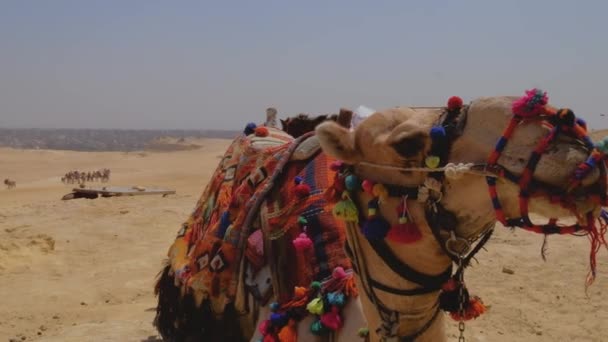 Zblízka Portrét Velblouda Egyptě Písek Poušť Jsou Pozadí Zvíře Žvýká — Stock video