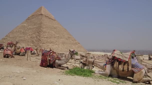 Египте Много Верблюдов Великие Пирамиды Гизы Находятся Заднем Плане Животные — стоковое видео