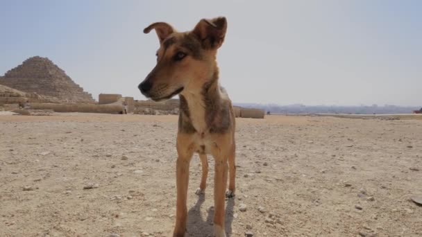 Verdwenen Wilde Honden Aan Voet Van Grote Piramides Van Gizeh — Stockvideo