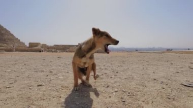 Mısır 'daki Büyük Giza Piramitleri' nin dibinde başıboş vahşi bir köpek. Sevimli evsiz hayvan kaşınıyor.. 