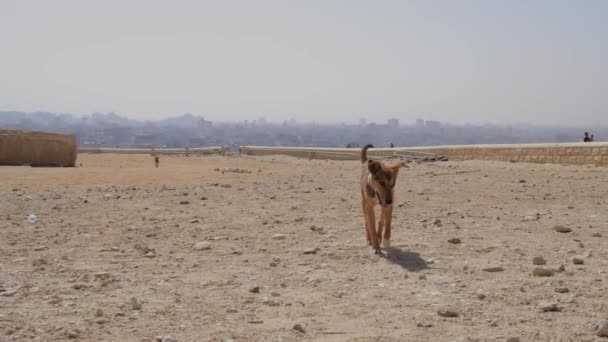 Zbloudilý Divoký Pes Úpatí Velké Pyramidy Gíze Egyptě Roztomilé Zvíře — Stock video